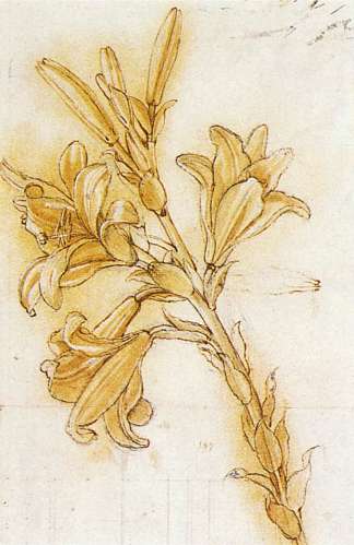 百合 Lily (c.1473 – c.1475; Milan,Italy                     )，达芬奇