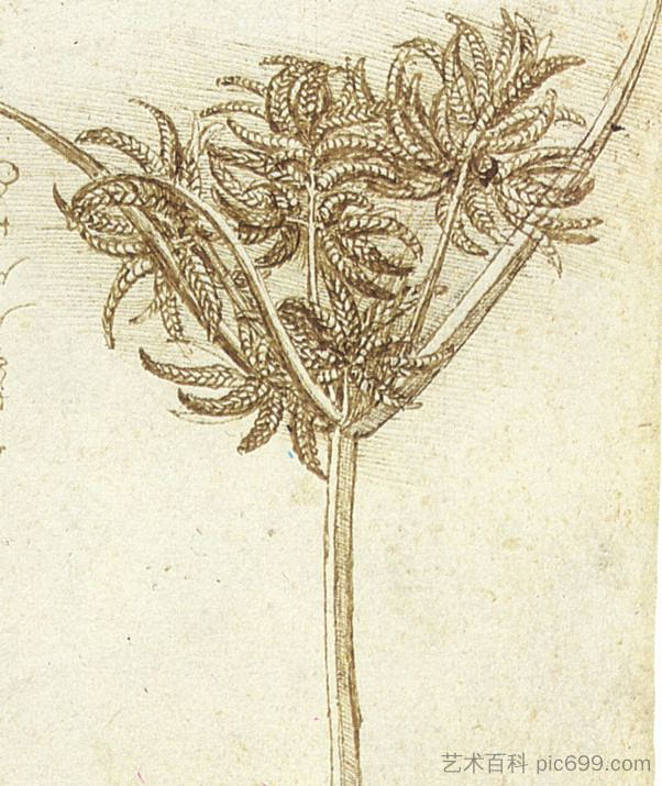 薹 Sedge (c.1510; Italy  )，达芬奇