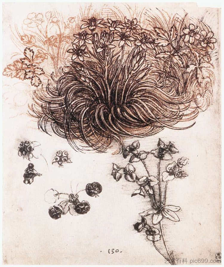 斯托夫伯利恒和其他植物 Stof Bethlehem and other plants (c.1506; Milan,Italy ),达芬奇
