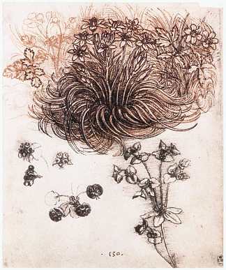 斯托夫伯利恒和其他植物 Stof Bethlehem and other plants (c.1506; Milan,Italy                     )，达芬奇