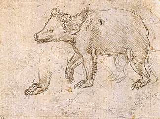 熊行走研究 Study of a Bear Walking (c.1484; Milan,Italy                     )，达芬奇