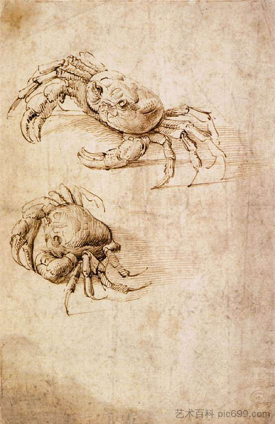 螃蟹研究 Studies of crabs,达芬奇