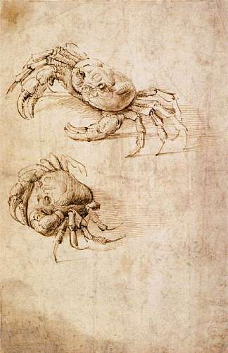 螃蟹研究 Studies of crabs，达芬奇