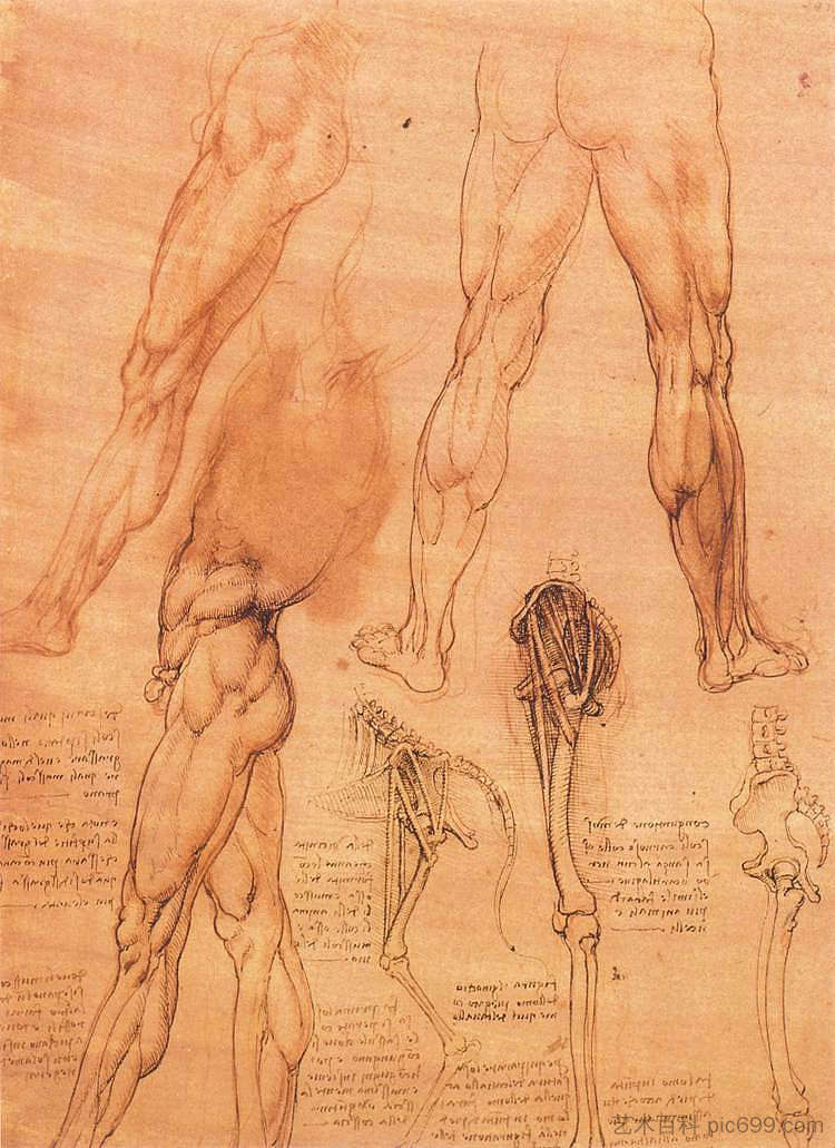 人的腿和马的腿的研究 Studies of legs of man and the leg of a horse (c.1506; Milan,Italy  )，达芬奇