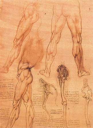 人的腿和马的腿的研究 Studies of legs of man and the leg of a horse (c.1506; Milan,Italy                     )，达芬奇