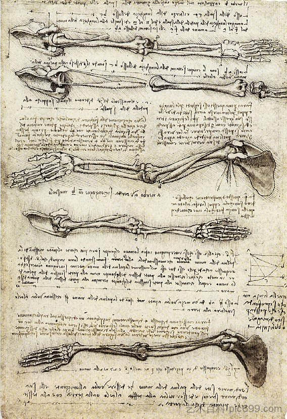 手臂研究显示二头肌的动作 Studies of the Arm showing the Movements made by the Biceps (c.1510; Italy  )，达芬奇