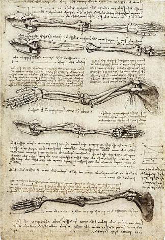 手臂研究显示二头肌的动作 Studies of the Arm showing the Movements made by the Biceps (c.1510; Italy                     )，达芬奇