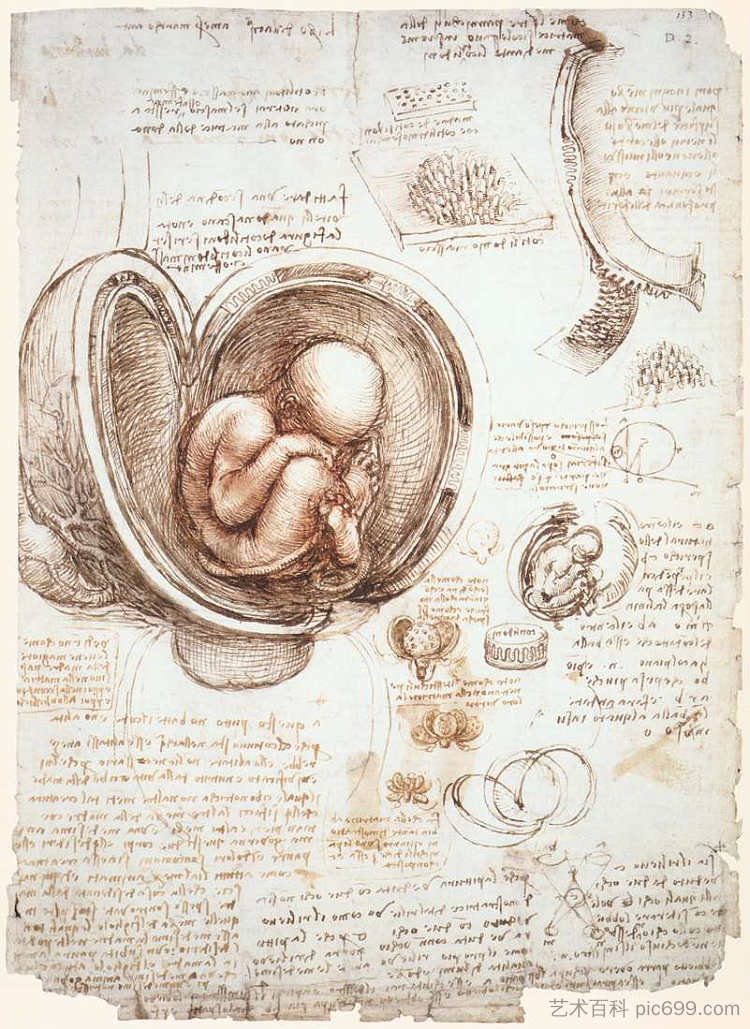 子宫内胎儿的研究 Studies of the foetus in the womb (c.1513; Rome,Italy ),达芬奇