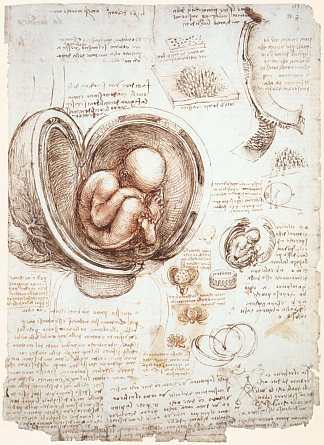 子宫内胎儿的研究 Studies of the foetus in the womb (c.1513; Rome,Italy                     )，达芬奇