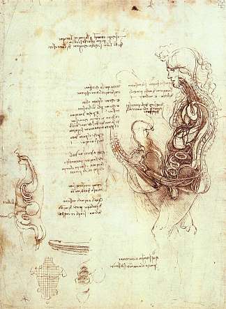 性行为和男性性器官的研究 Studies of the sexual act and male sexual organ (c.1492; Milan,Italy                     )，达芬奇