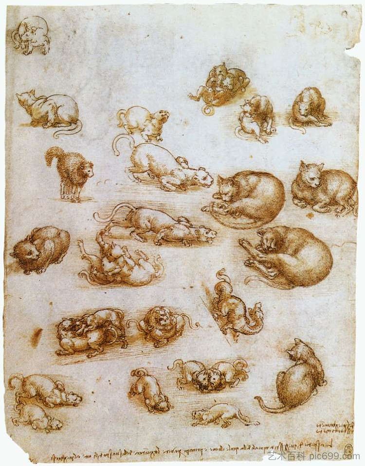 猫、龙和其他动物的学习表 Study sheet with cats, dragon and other animals (c.1513; Rome,Italy  )，达芬奇