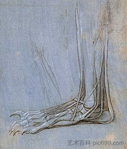 足的解剖学 The anatomy of a foot (c.1485; Milan,Italy ),达芬奇