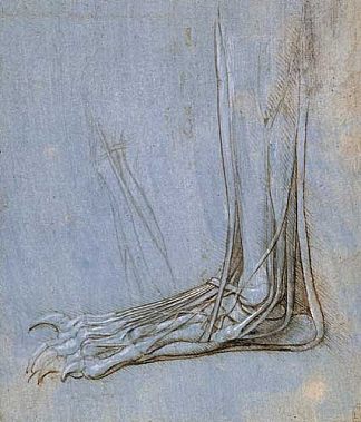 足的解剖学 The anatomy of a foot (c.1485; Milan,Italy                     )，达芬奇