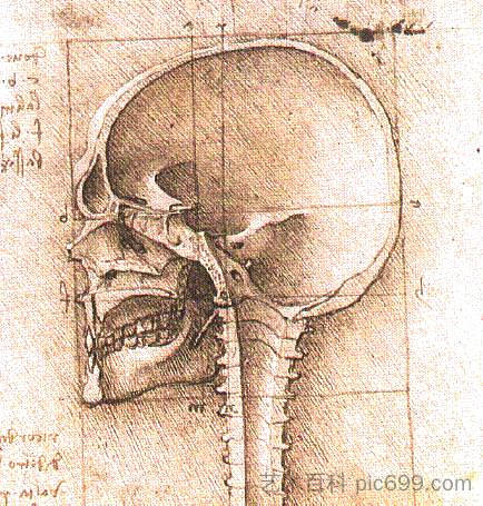 头骨视图 View of a Skull (c.1489; Italy  )，达芬奇