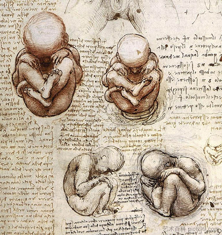 子宫内胎儿的观点.jpg Views of a Foetus in the Womb.jpg (c.1510 - c.1513; Italy  )，达芬奇