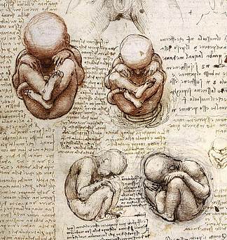 子宫内胎儿的观点.jpg Views of a Foetus in the Womb.jpg (c.1510 – c.1513; Italy                     )，达芬奇