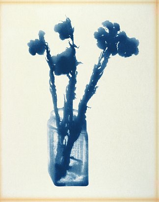 玛格丽塔卡香青 Anaphalis Margaritacca (1972)，卢尔德卡斯特罗