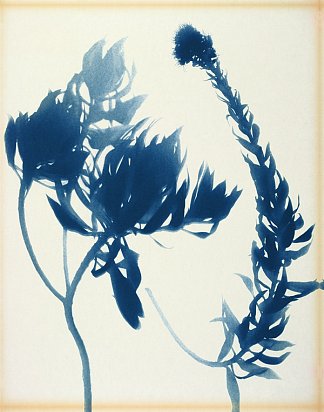 神经性棘螨 Echium Nervosum (1972)，卢尔德卡斯特罗