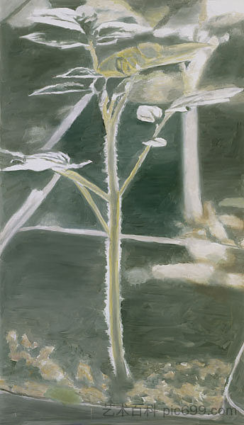 植物 Plant (2003; Belgium  )，吕克·图伊曼