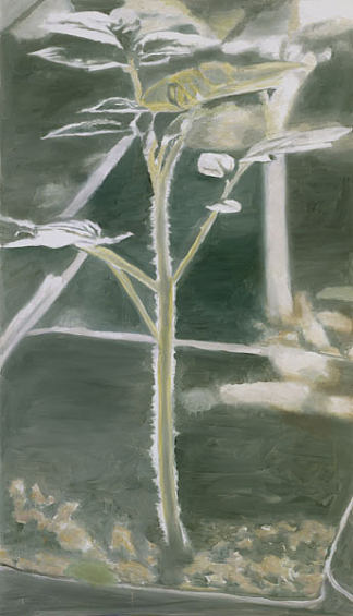 植物 Plant (2003; Belgium                     )，吕克·图伊曼