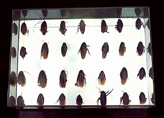 一盒蟑螂 Box of Cockroaches (1967)，利贾·帕普