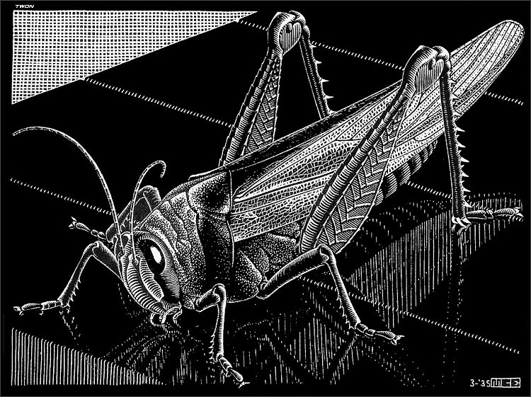 蚱蜢 Grasshopper (1935)，莫里兹·柯尼利斯·艾雪