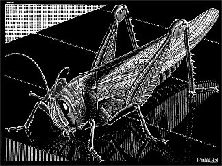 蚱蜢 Grasshopper (1935)，莫里兹·柯尼利斯·艾雪