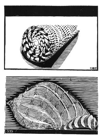 贝壳 Sea Shells (1919)，莫里兹·柯尼利斯·艾雪