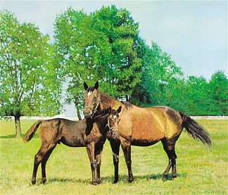马 Horses (1967)，马尔科姆·莫利