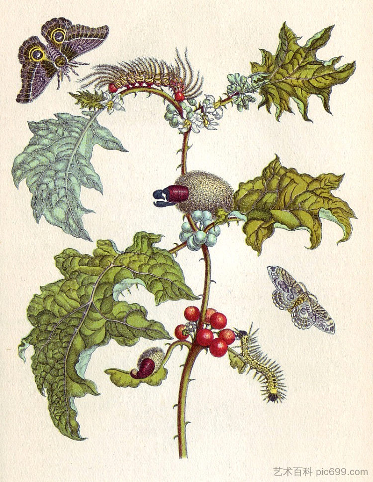 从 蜕变 在部门 苏里南 from Metamorphosis insectorum Surinamensium (1705),马里亚·西比拉·梅瑞安