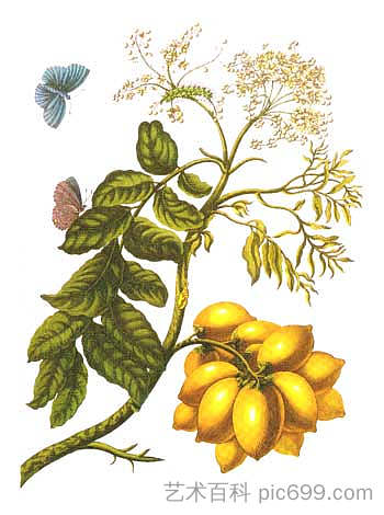 来自苏里南蜕变,图版十三。(紫薇属) from Metamorphosis insectorum Surinamensium, Plate XIII. (Spondias purpurea) (1705),马里亚·西比拉·梅瑞安