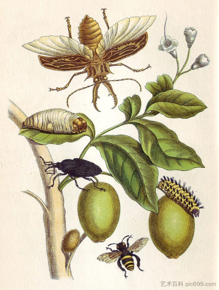 来自苏里南蜕变，图版四十八 from Metamorphosis insectorum Surinamensium, Plate XLVIII (1705)，马里亚·西比拉·梅瑞安