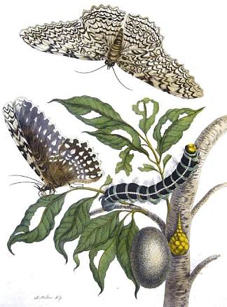 来自苏里南蜕变，图版XX。（蒂萨尼亚阿格里皮纳） from Metamorphosis insectorum Surinamensium, Plate XX. (Thysania agrippina) (1705)，马里亚·西比拉·梅瑞安