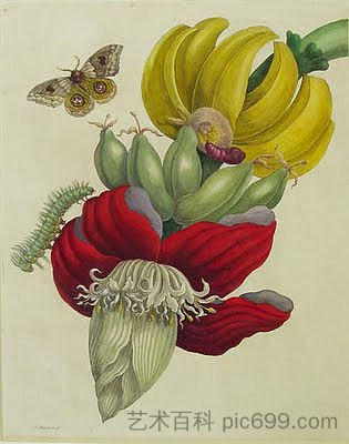 香蕉花序 Inflorescence of Banana (1710)，马里亚·西比拉·梅瑞安