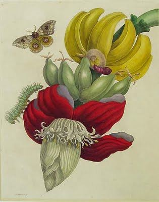 香蕉花序 Inflorescence of Banana (1710)，马里亚·西比拉·梅瑞安