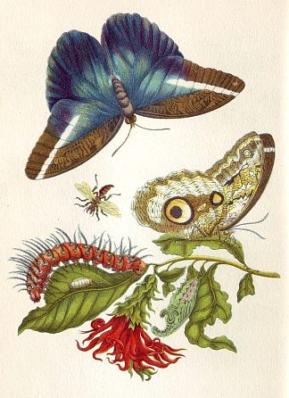 苏里南蜕变 Metamorphosis insectorum Surinamensium (1705)，马里亚·西比拉·梅瑞安