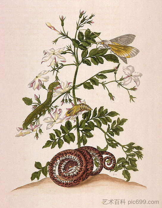 苏里南昆虫的,图46 Metamorphosis insectorum Surinamensium (Metamorphosis of the Insects of Suriname), figure 46 (1705),马里亚·西比拉·梅瑞安
