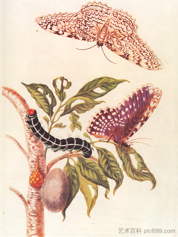 蝴蝶的蜕变 Metamorphosis of a Butterfly (1705)，马里亚·西比拉·梅瑞安