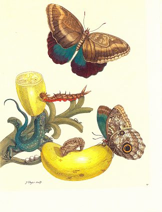 图版 #23- 帕拉迪西亚穆萨、卡利戈托克和 Cnemidophorus lemniscatus Plate #23- Musa paradisiaca, Caligo teucer and Cnemidophorus lemniscatus (1705)，马里亚·西比拉·梅瑞安
