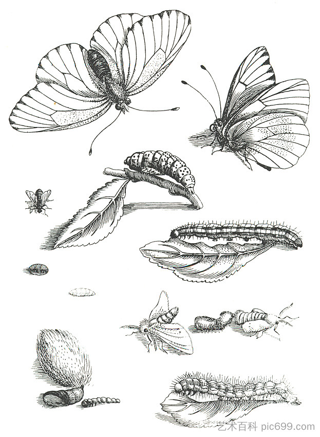 图版LXXXV，摘自《蕊豆与悖论蜕变》（1679-1717） Plate LXXXV, from Erucarum Ortus Alimentum et Paradoxa Metamorphosis (1679-1717) (1717)，马里亚·西比拉·梅瑞安