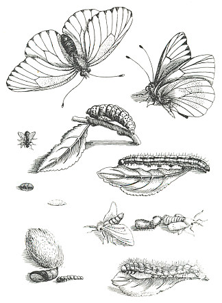 图版LXXXV，摘自《蕊豆与悖论蜕变》（1679-1717） Plate LXXXV, from Erucarum Ortus Alimentum et Paradoxa Metamorphosis (1679-1717) (1717)，马里亚·西比拉·梅瑞安