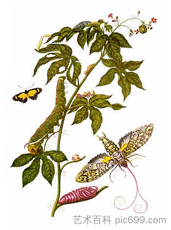 显示安泰子囊虫阶段的板，来自苏里南蜕变 Plate showing stages of Cocytius antaeus, from Metamorphosis insectorum Surinamensium，马里亚·西比拉·梅瑞安