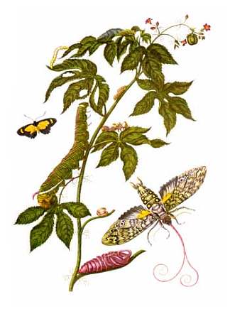 显示安泰子囊虫阶段的板，来自苏里南蜕变 Plate showing stages of Cocytius antaeus, from Metamorphosis insectorum Surinamensium，马里亚·西比拉·梅瑞安