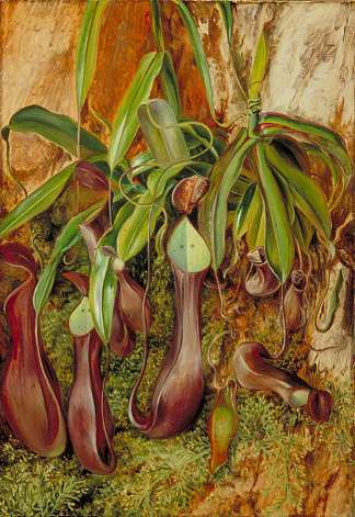 婆罗洲猪笼草，砂拉越，婆罗洲 A Bornean Pitcher Plant, Sarawak, Borneo (1876)，玛丽安娜·诺斯