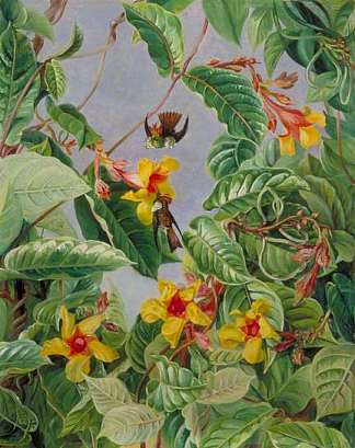 巴西攀援灌木和蜂鸟 A Brazilian Climbing Shrub and Humming Birds (1873)，玛丽安娜·诺斯