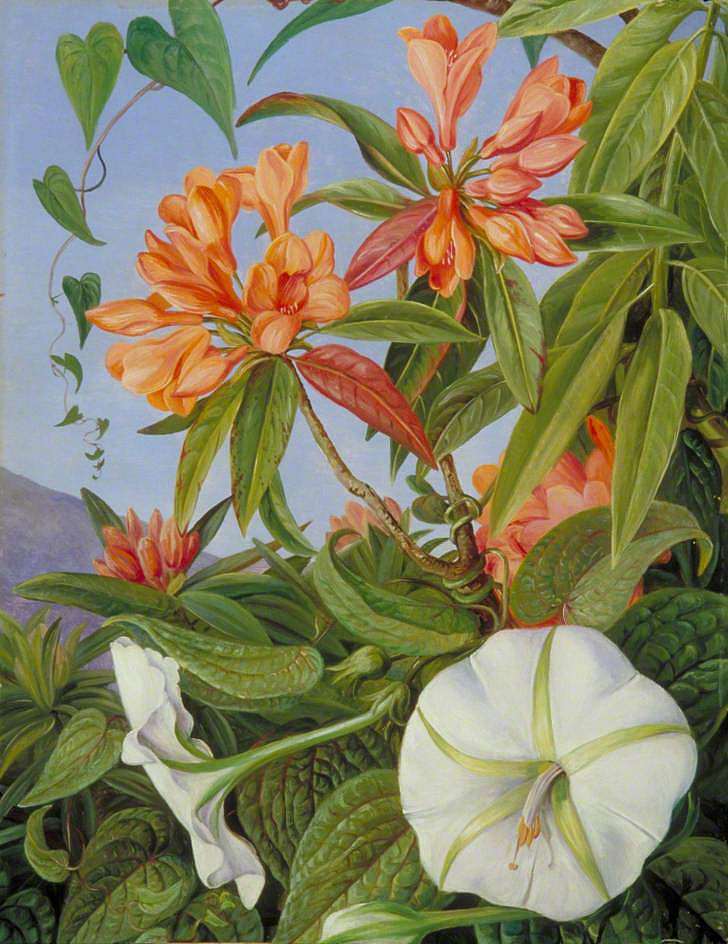 爪哇杜鹃花和伊波莫亚 A Javan Rhododendron and Ipomoea (1876)，玛丽安娜·诺斯