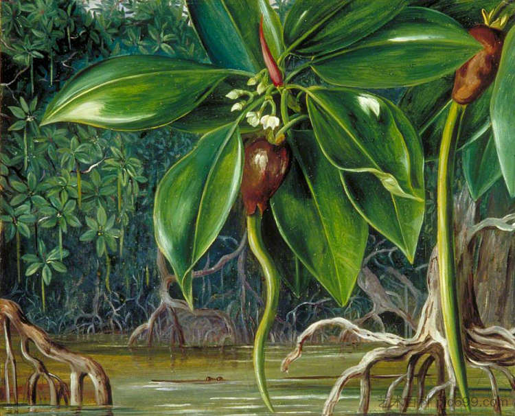 婆罗洲砂拉越的红树林沼泽 A Mangrove Swamp in Sarawak, Borneo (1876)，玛丽安娜·诺斯