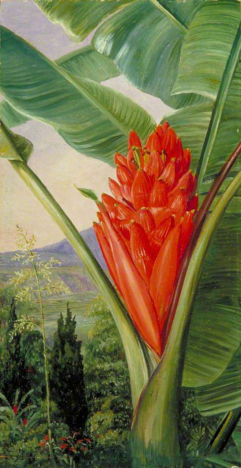 香蕉，美国芦荟和柏树在花园里，爪哇 Banana, American Aloe and Cypress in a Garden, Java (1876)，玛丽安娜·诺斯