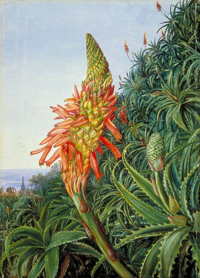 花中的普通芦荟，特纳里夫 Common Aloe in Flower, Teneriffe (1875)，玛丽安娜·诺斯