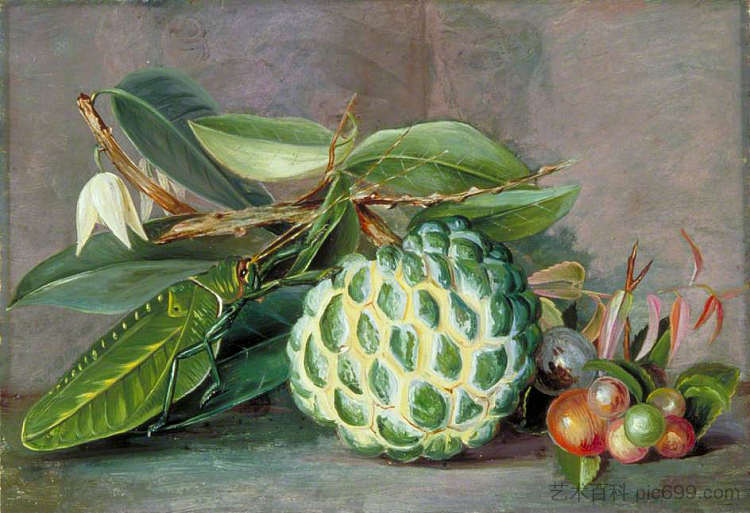 奶油苹果、砂拉越本土“醋栗”和叶蝗 Custard Apple, Native 'Gooseberry' of Sarawak, and Leaf Locust (1878)，玛丽安娜·诺斯